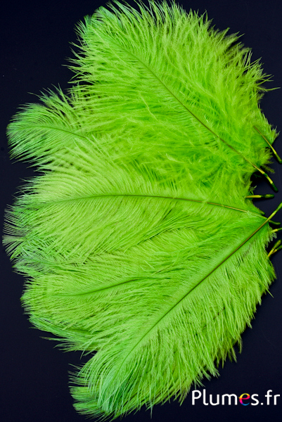 Autruche - 13-18 cm - lime